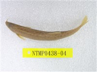 藏品(泥鰍)的圖片